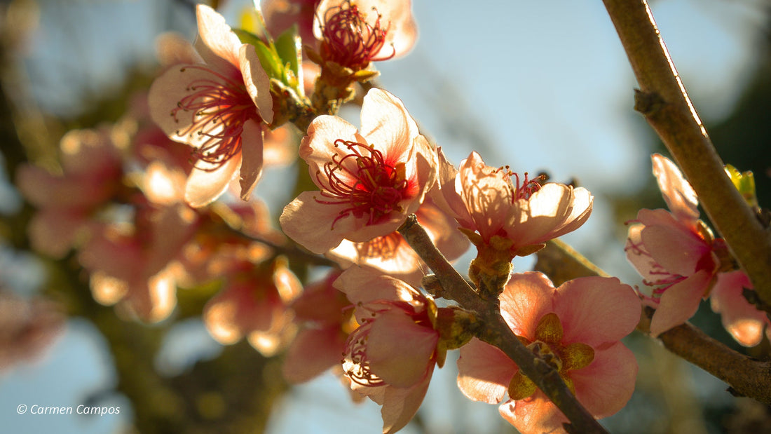 Guía  básica para prensar flores
