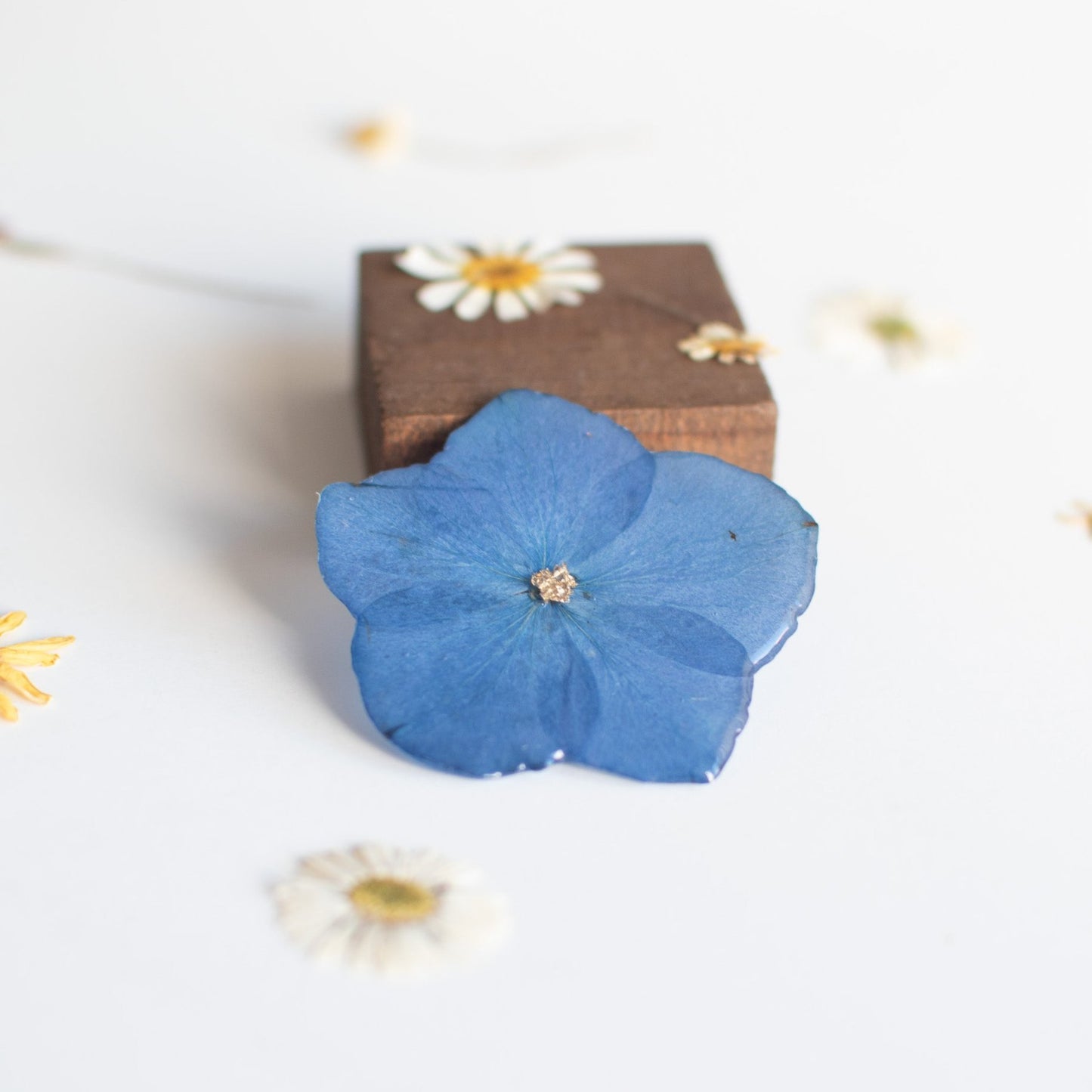 Broche con Hortensia real prensada