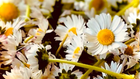 Detrás de Cada Creación | Las flores de Tisbe
