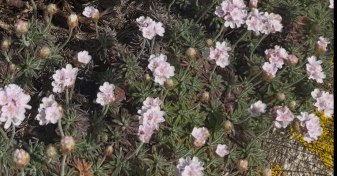 🌸 La herba de namorar: la planta de los enamorados y símbolo del amor en Galicia